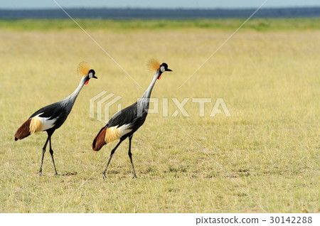 Crowned crane 30142288