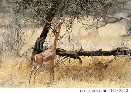 Gerenuk 30142290