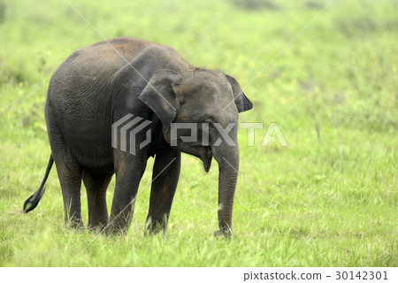 Elephants Elephants 30142301