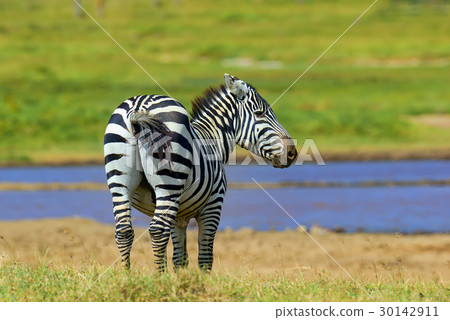 Zebra on grassland in Africa Zebra on grassland in Africa 30142911