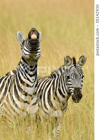 Zebra Zebra 30142930