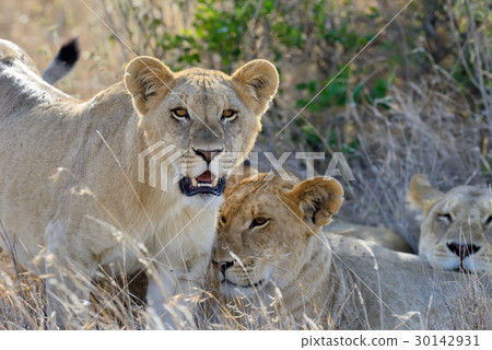 Close lion in National park of Kenya 30142931
