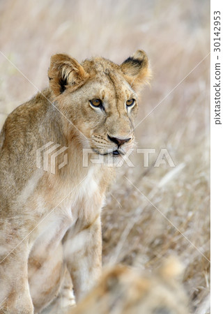 African lion in the Park South Africa 30142953