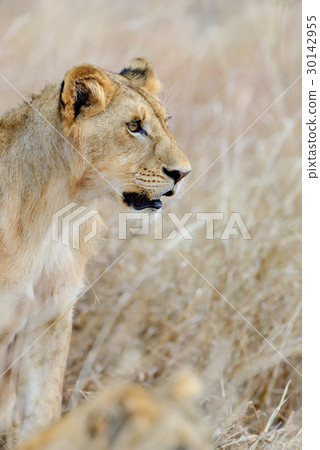 Lion in National park of Kenya 30142955