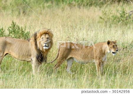 Close lion in National park of Kenya 30142956