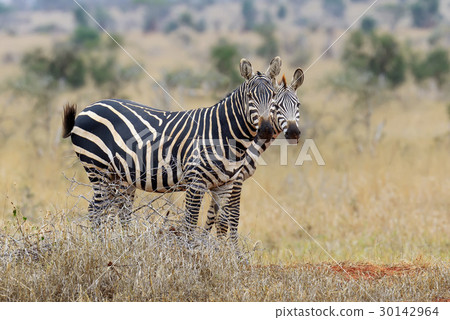 Zebra on grassland in Africa 30142964