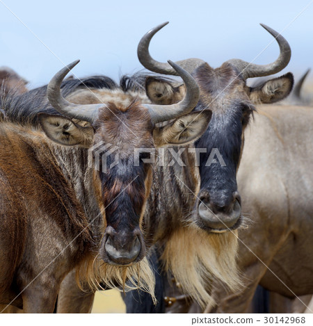 Wildebeest 30142968