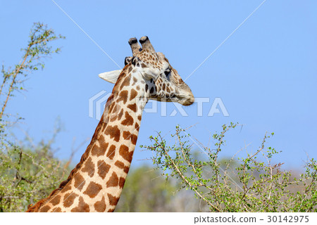Giraffe in National park of Kenya 30142975