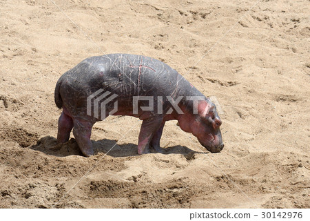 Hippo family (Hippopotamus amphibius) Hippo family (Hippopotamus amphibius) 30142976
