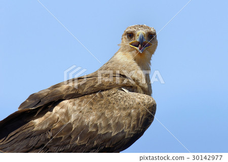Tawny eagle (Aquila rapax) Tawny eagle (Aquila rapax) 30142977