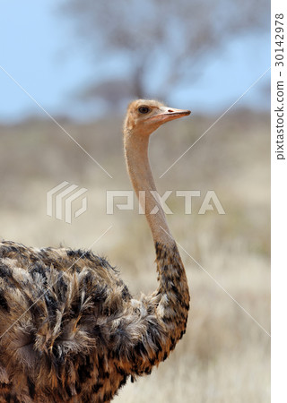 African ostrich (Struthio camelus) 30142978