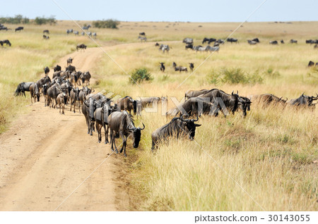 Wildebeest in National park of Kenya 30143055