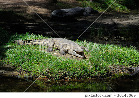 Group crocodile 30143069