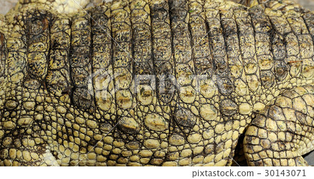 Real crocodile skin Real crocodile skin 30143071