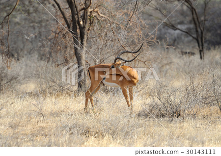 Impala Impala 30143111