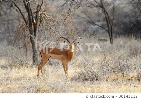 Impala Impala 30143112