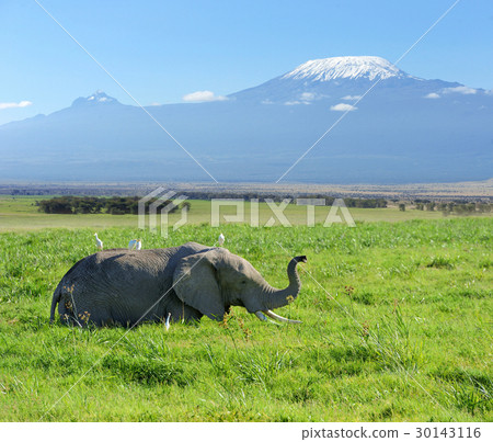 Elephant 30143116
