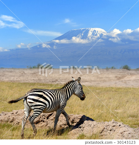 Zebra Zebra 30143123