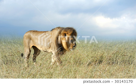 Lion in grass 30143170