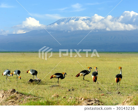 Grey crowned crane 30143216