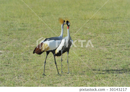 Crowned crane 30143217