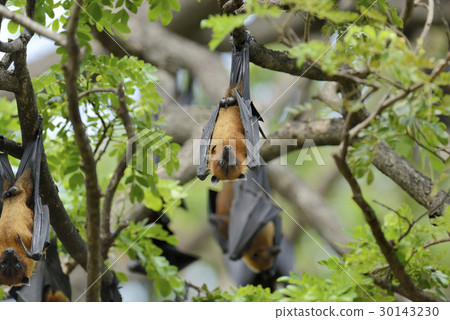 Flying fox 30143230