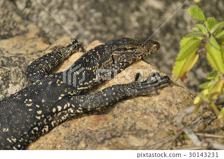 Monitor Lizard 30143231