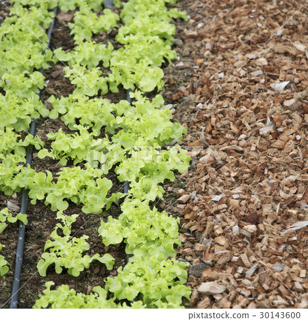 Green lettuce seedlings 30143600