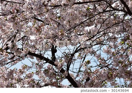 Cherry blossoms at Minami Tani Park 30143694