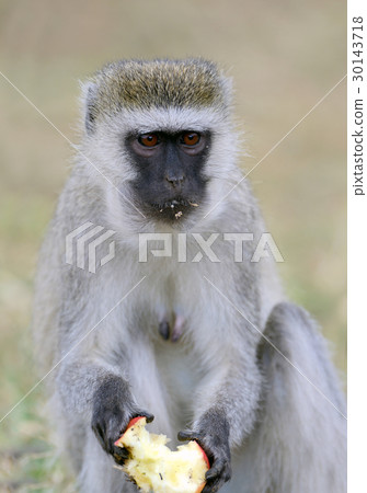 Vervet Monkey eat apple Vervet Monkey eat apple 30143718