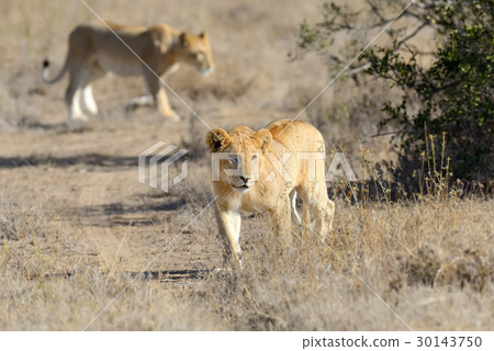 Lion in National park of Kenya 30143750
