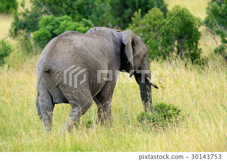 Elephant on savannah in Africa 30143753