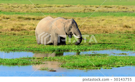 Elephant on savannah in Africa 30143755