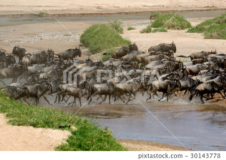 Wildebeest in National park of Africa 30143778