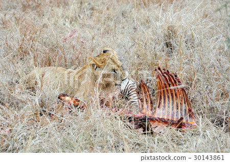 Close lion in National park of Kenya 30143861