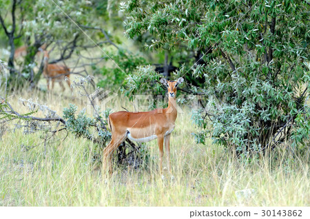 Impala on savanna in Africa 30143862