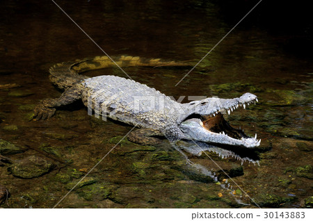 Crocodile in water. Kenya, Afrca Crocodile in water. Kenya, Afrca 30143883