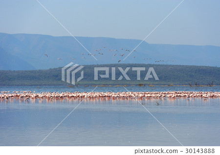 Pink flamingos in water 30143888