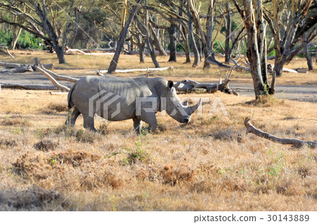 African white rhino 30143889