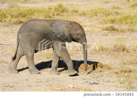 Baby elephant in National park of Kenya 30143893