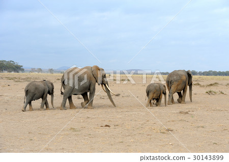 Elephant on savannah in Africa 30143899