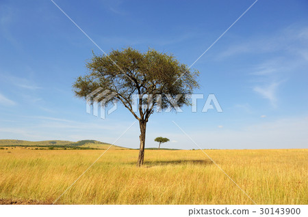 Landscape with tree in Africa 30143900