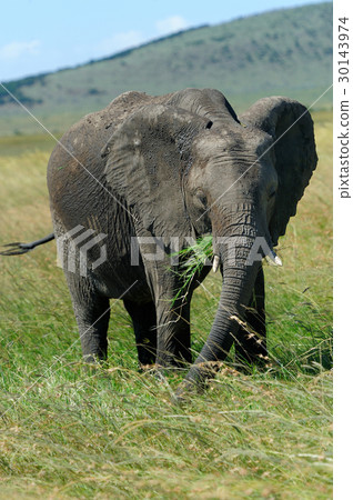 Elephant 30143974