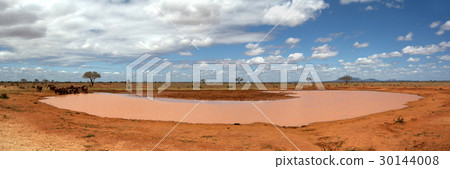 African Elephants in lake 30144008