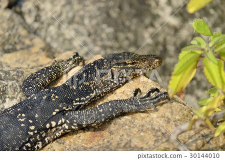 Monitor Lizard Monitor Lizard 30144010
