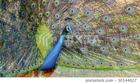 Peacock 30144027