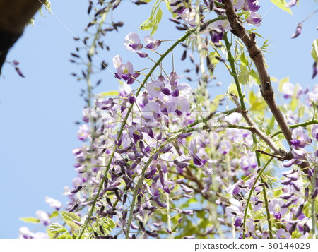 Tatena Yato Garden的富士 30144029