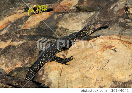 Monitor Lizard 30144041