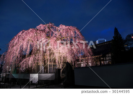 八王子高寺的紅色Himare櫻花櫻花姬 30144595