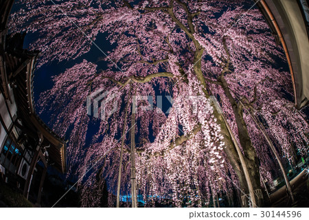 Red Himare Sakura Sakura Hime at Hachioji High Temple 30144596